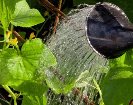 How to grow cucumbers in a greenhouse in autumn