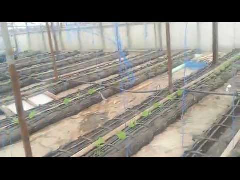 How to grow cucumbers in a greenhouse in autumn