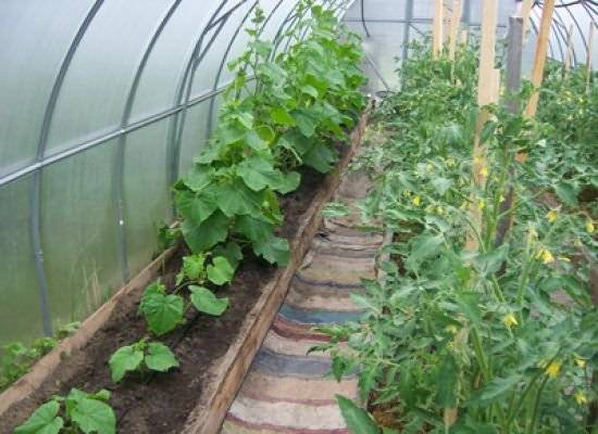 How to grow cucumbers in a greenhouse in autumn