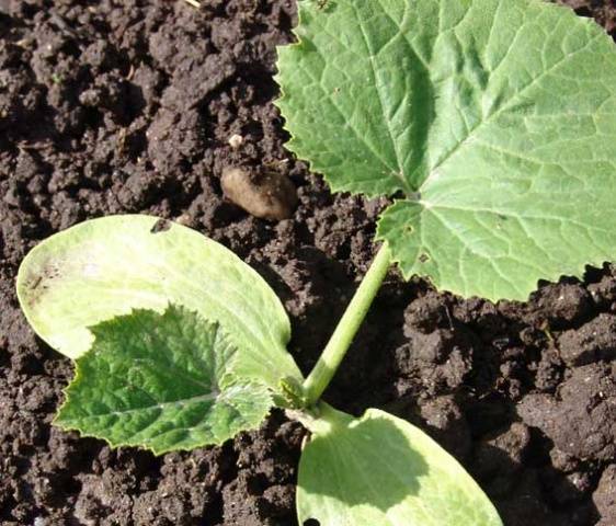 How to grow cucumbers in a greenhouse in autumn