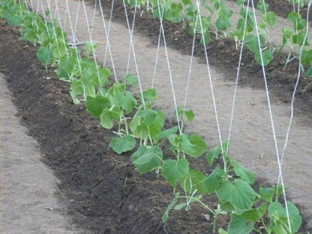 How to grow cucumbers in a greenhouse in autumn