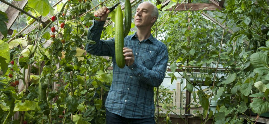 How to grow cucumbers in a greenhouse in autumn