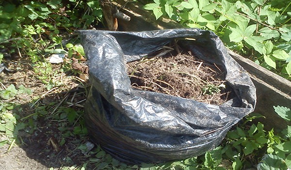 How to grow cucumbers in bags with video