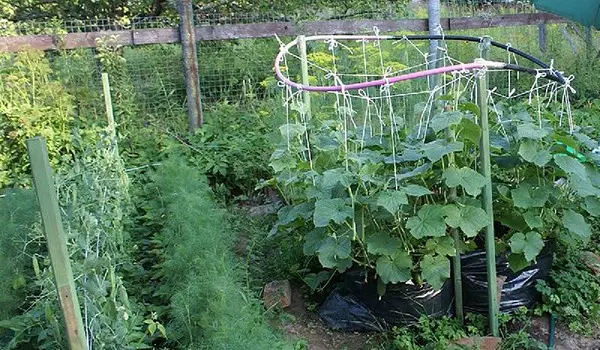 How to grow cucumbers in bags with video