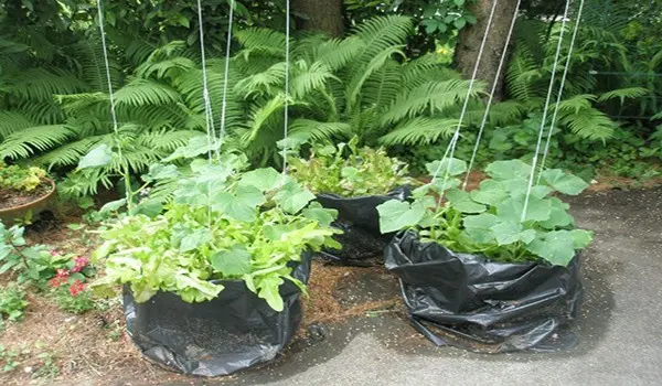 How to grow cucumbers in bags with video