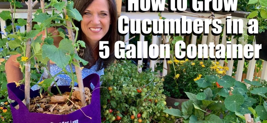 How to grow cucumbers in bags with video