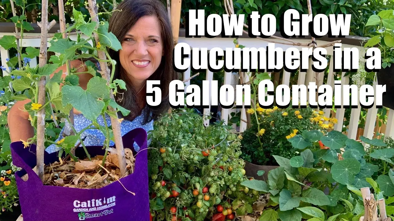 How to grow cucumbers in bags with video