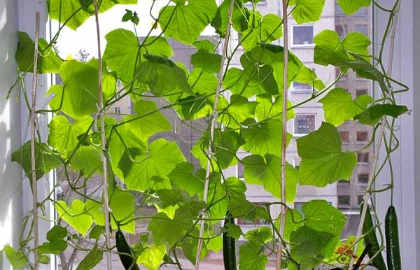 How to grow cucumbers in the winter on the windowsill