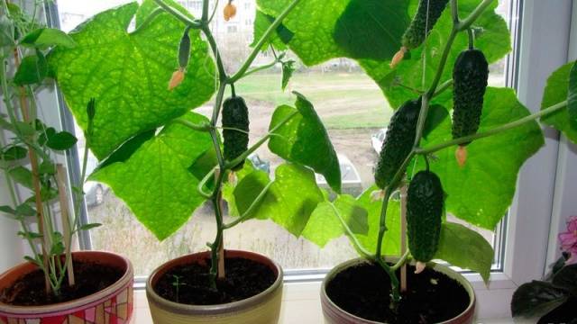 How to grow cucumbers in the winter on the windowsill