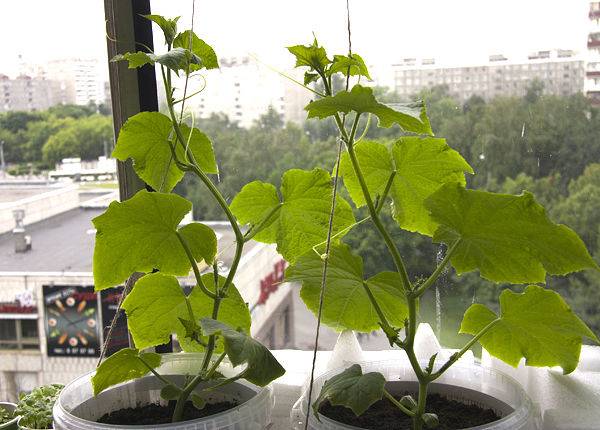 How to grow cucumbers in the winter on the windowsill