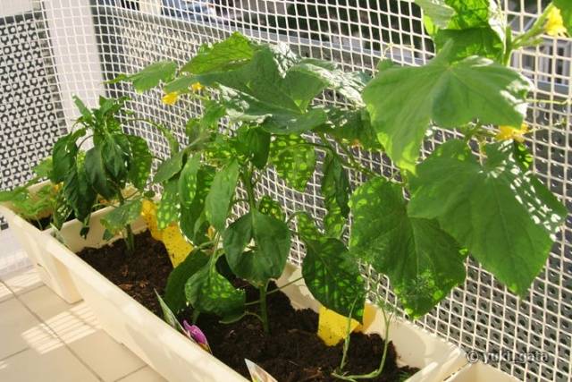 How to grow cucumbers in the winter on the windowsill