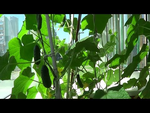 How to grow cucumbers in the winter on the windowsill