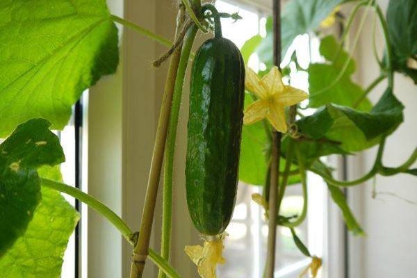 How to grow cucumbers in the winter on the windowsill