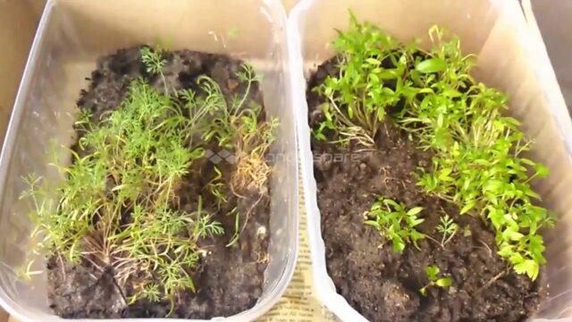 How to grow dill on a balcony from seeds for beginners: step by step instructions