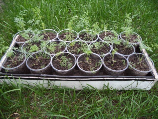 How to grow dill on a balcony from seeds for beginners: step by step instructions