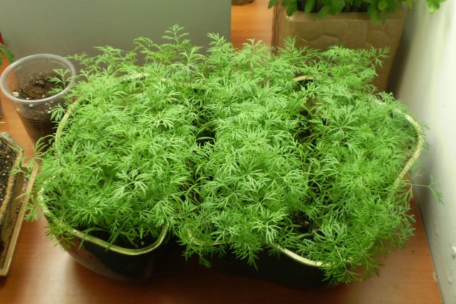 How to grow dill on a windowsill in winter: growing from seeds, planting, feeding and care