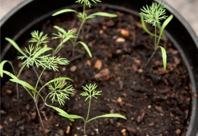 How to grow dill on a windowsill in winter: growing from seeds, planting, feeding and care