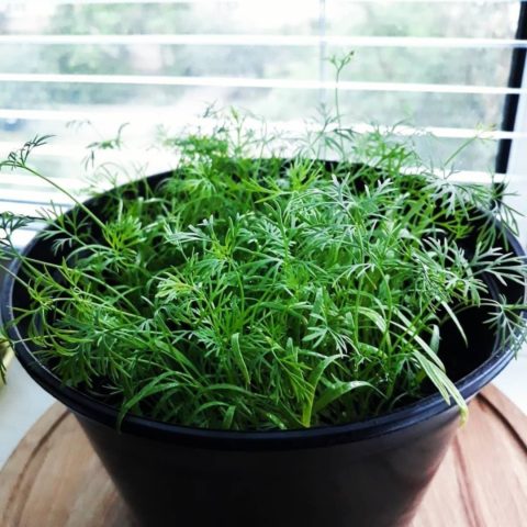 How to grow dill on a windowsill in winter: growing from seeds, planting, feeding and care