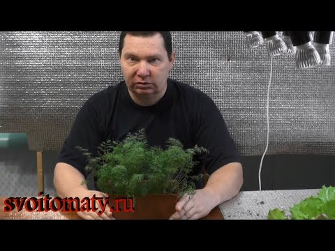 How to grow dill on a windowsill in winter: growing from seeds, planting, feeding and care