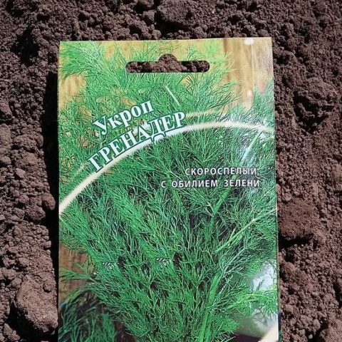 How to grow dill on a windowsill in winter: growing from seeds, planting, feeding and care