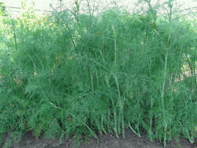 How to grow dill on a windowsill in winter: growing from seeds, planting, feeding and care