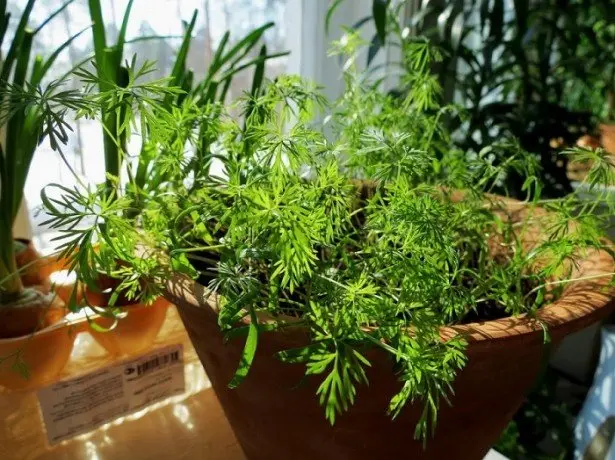 How to grow dill on a windowsill in winter: growing from seeds, planting, feeding and care