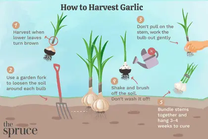 How to grow garlic from seeds: instructions with photos