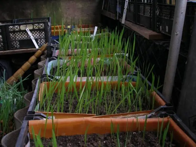 How to grow gladioli from babies 