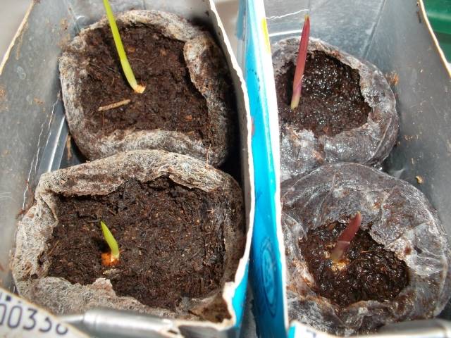 How to grow gladioli from babies 