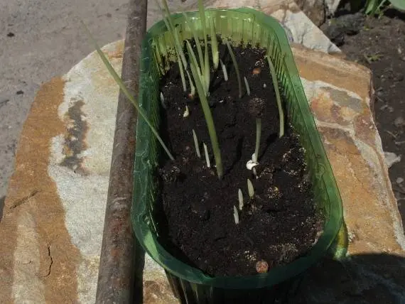 How to grow gladioli from babies 