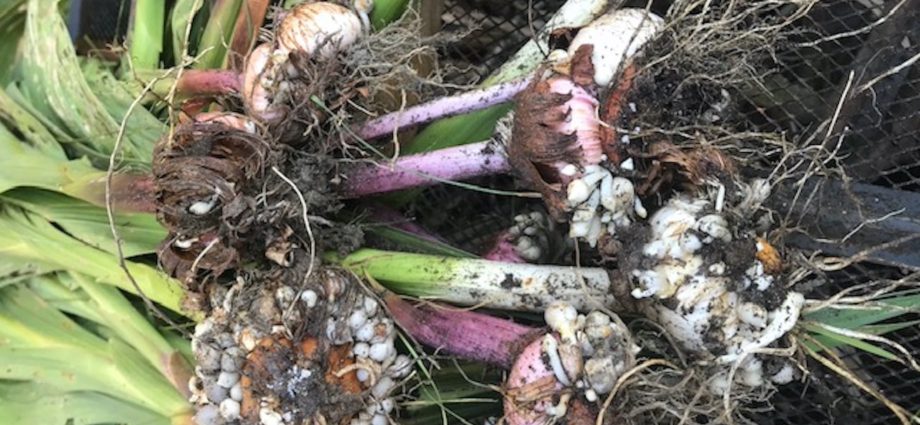 How to grow gladioli from babies 