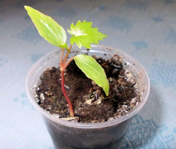 How to grow grapes from a seed at home in a pot: photo, video