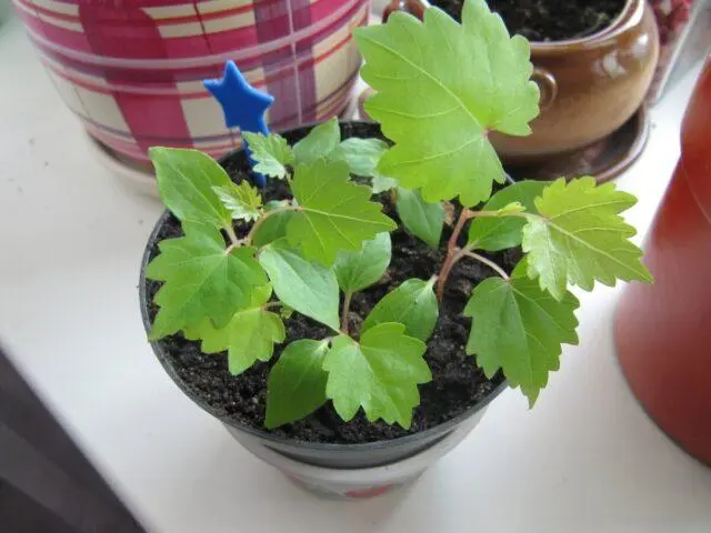 How to grow grapes from a seed at home in a pot: photo, video