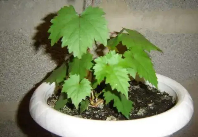 How to grow grapes from a seed at home in a pot: photo, video