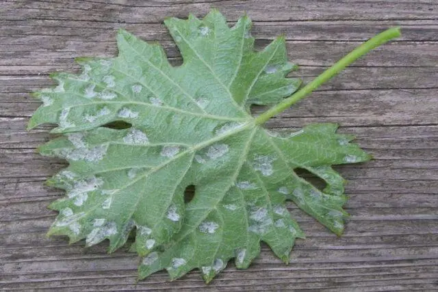 How to grow grapes from a seed at home in a pot: photo, video