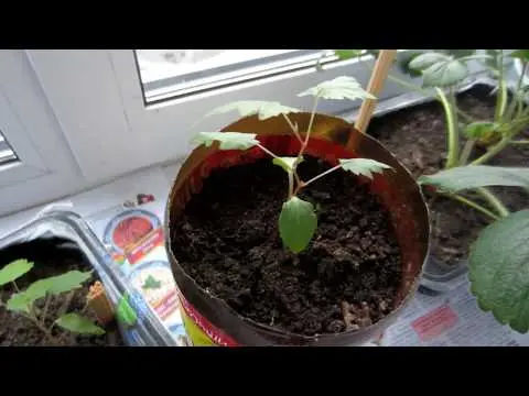 How to grow grapes from a seed at home in a pot: photo, video