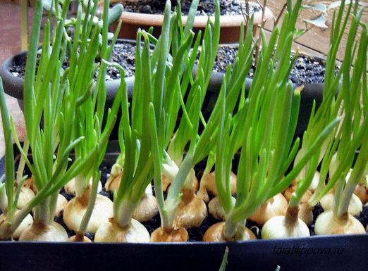 How to grow green onions at home