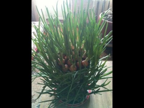 How to grow green onions at home