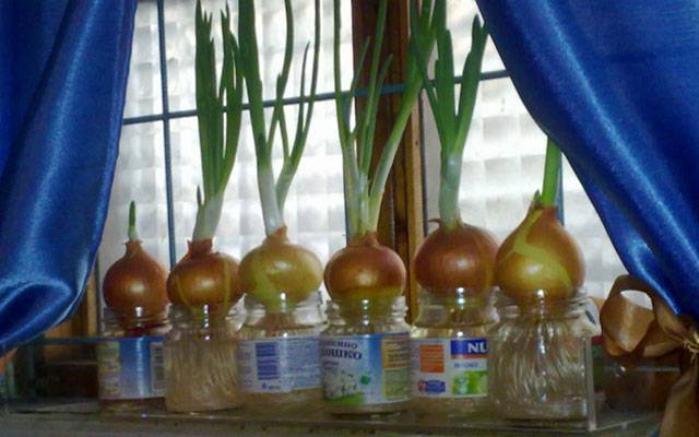 How to grow green onions at home