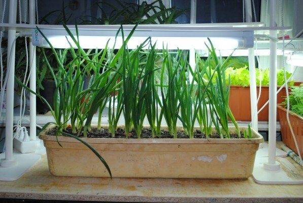 How to grow green onions at home