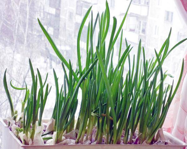 How to grow green onions at home