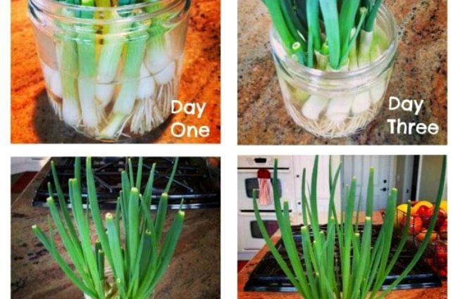 How to grow green onions at home