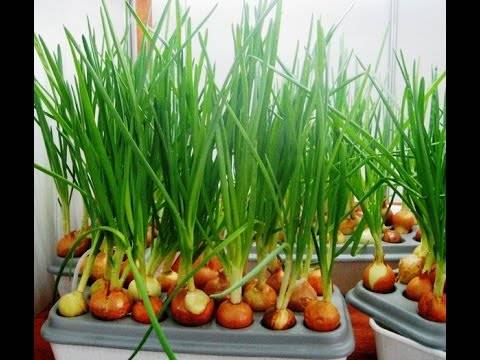 How to grow green onions at home