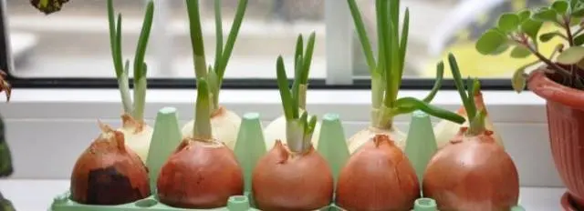 How to grow green onions at home in water