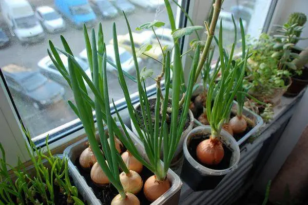 How to grow green onions at home in water