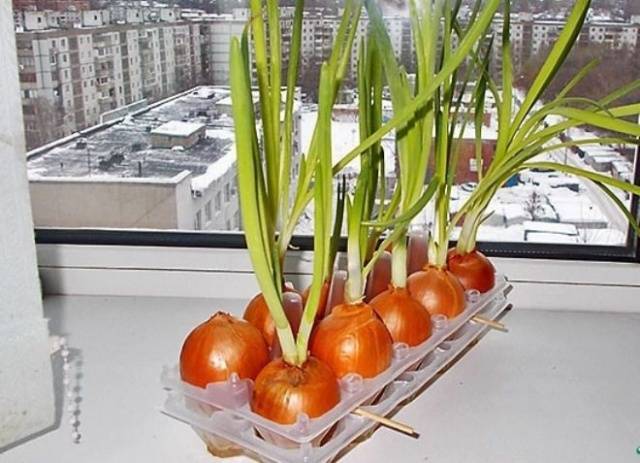 How to grow green onions at home in water