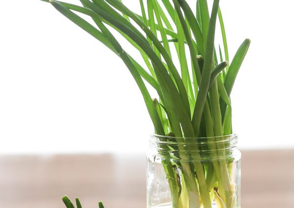 How to grow green onions at home in water