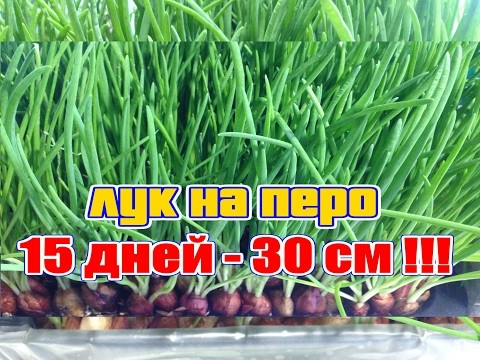 How to grow green onions at home in water