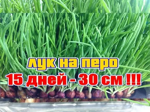 How to grow green onions at home in water