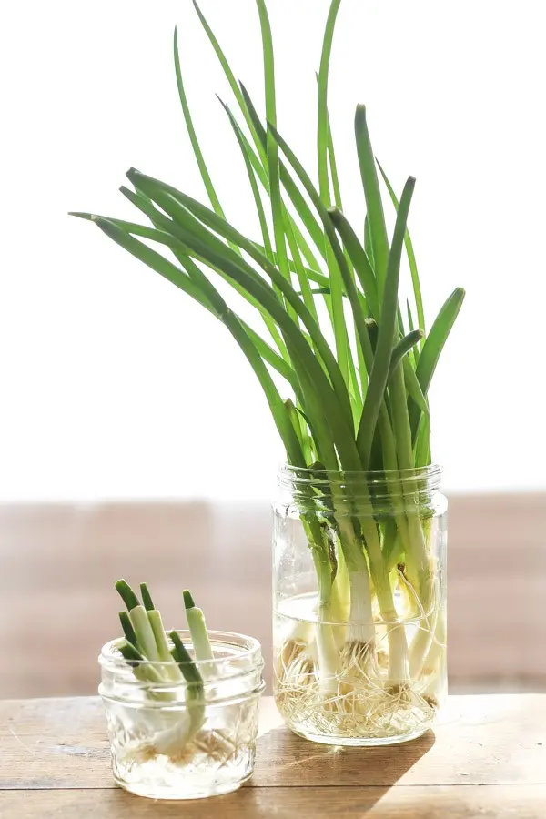 How to grow green onions at home in water